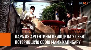 Пара из Аргентины приютила у себя потерявшую свою маму капибару