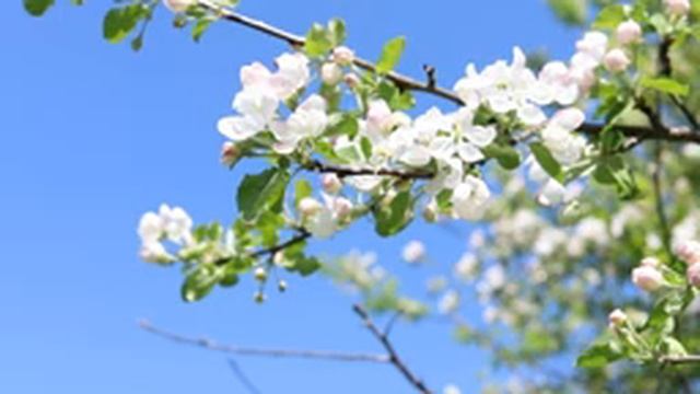 Звуки весны - пение птиц и теплый ветер в цветущем яблоневом саду смотреть онлайн