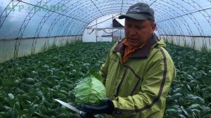 Рапидион F1 НОВАЯ КАПУСТА от Semenis