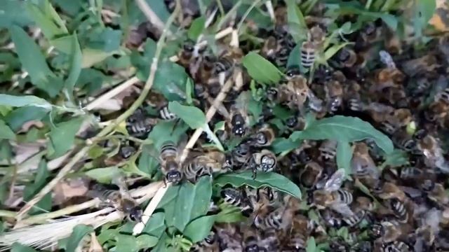 Пчелы! Рой на земле! смотреть онлайн