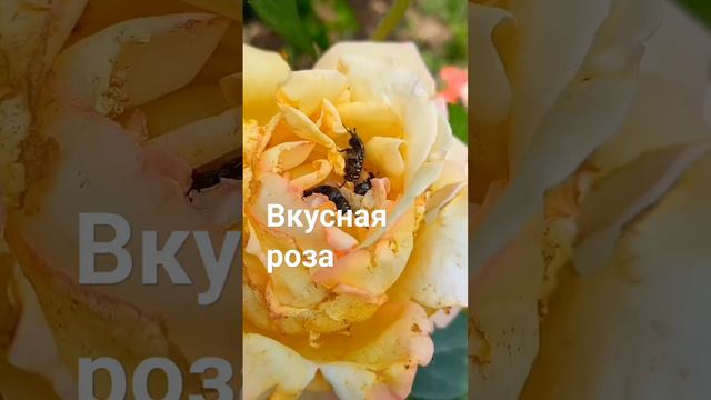 Самая вкусная роза