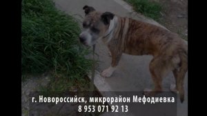 Нашлась! г. Новороссийск, микрорайон Мефодиевка