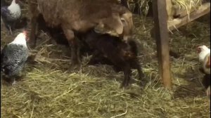 ПЕРВЫЙ ОКОТ ОВЕЦ 2020 2021(гиссары)