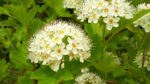 26  Пузыреплодник.  Дачные картинки 2018.