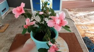 Как заставить цвести Азалию