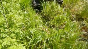 По болотистым лужам на мотоблоке на гусеницах