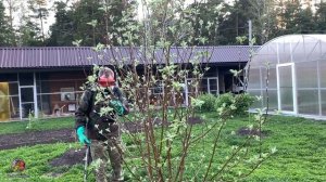 САМАЯ ВАЖНАЯ ОБРАБОТКА РОЗОВЫЙ БУТОН.ВЕСЕННИЕ ОБРАБОТКИ САДА [2020].САД и ОГОРОД.