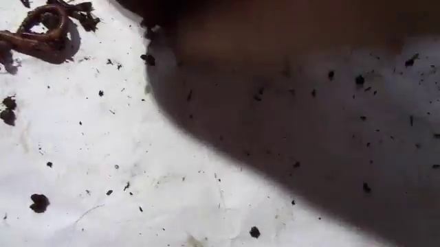 Сравнение коконов и червя/Разведение червя дендробена