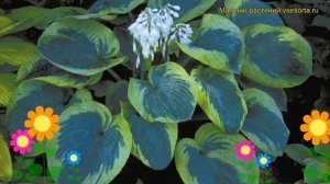 Хоста гибридная Олив Бэйли Лэнгдон. Краткий обзор, описание hosta hybrida Olive Bailey Langdon
