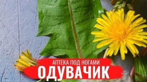 ОДУВАНЧИК \ Нюансы заготовки \ Полезные лечебные свойства \ Правила сбора \ Аптека под ногами