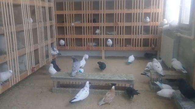 Совет от Гагика 81.Как завести хороших голубей!4.02.18г смотреть онлайн