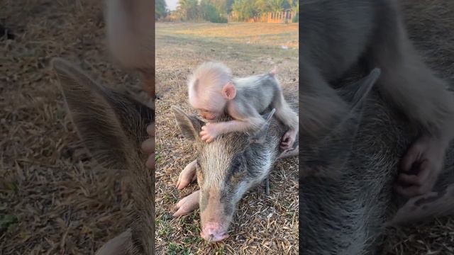 Baby monkey with love pig