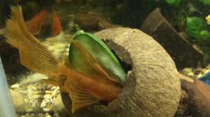 Как выглядят вуалевые Анцитрусы ?