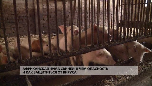 Африканская чума свиней: в чём опасность и как защититься от вируса смотреть онлайн