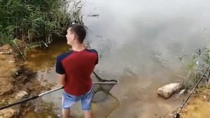 толстолобик на гидропланктон.