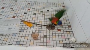 Дневник попугая Пик .Самый красивый лорикет .Австралийская птица. 29 серия