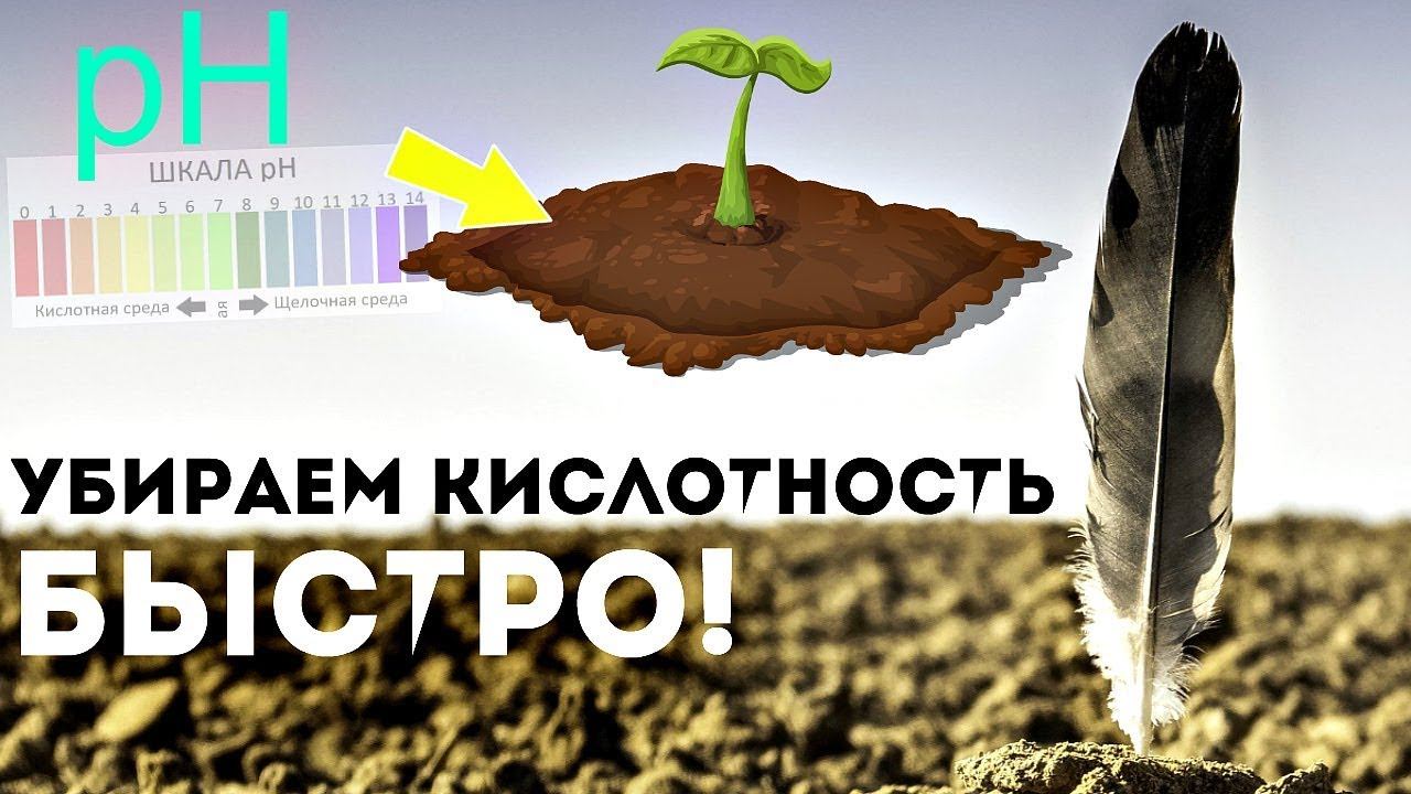 Лучший способ по борьбе с кислой почвой на огороде! Как определить кислотность почвы?