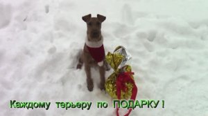 Ирландские терьеры : "Новый год ! Мы ждём Новый год ! "