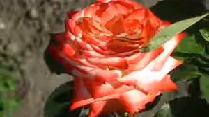 Rose Imperatrice Farah (Императрица Фарах роза)