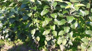 Колонновидные яблони: обзор сортов