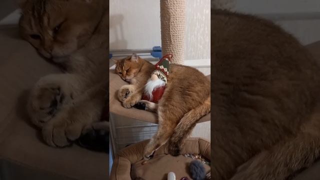 Сказка от Надежды #6.1 Позитив от ? Марселя. Привет от Гномыча. смотреть онлайн