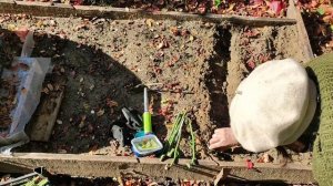 Посадка черенков роз под зиму, после обрезки роз.