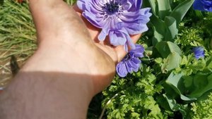 Anemone coronaria " Lord Lieutenant" : intense tones of blue and purple perfect for the mid border