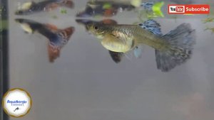 Гуппи дамбо мозаик/guppy dumbo mosaics