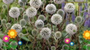 Мордовник банатский Стар Фрост. Краткий обзор, описание характеристик echinops bannaticus Star Fros