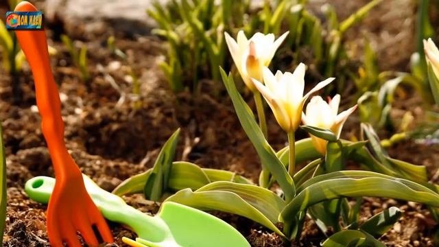 Подкормка для цветов / Чем подкормить луковичные ранней весной?