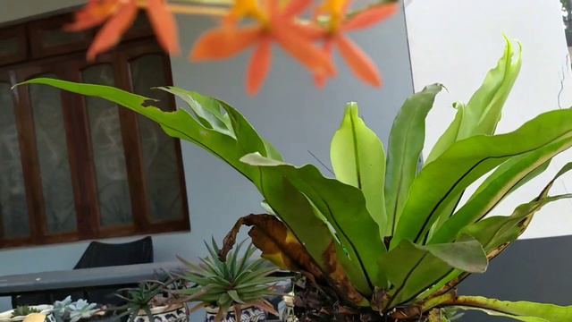 A variety of plants/ Anthuriums/ Succulents/Orchids/Bromeliads/Adeniums/Hoya....with a local seller смотреть онлайн