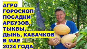 Агрогороскоп посадки арбузов, кабачков в мае 2024Agrohoroscope for planting watermelons and zucchini