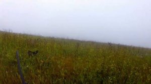 Охота на тетерева с собакой