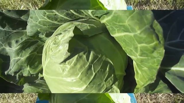 Ранняя капуста Акира смотреть онлайн