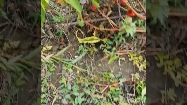 Осенние работы на огороде) смотреть онлайн