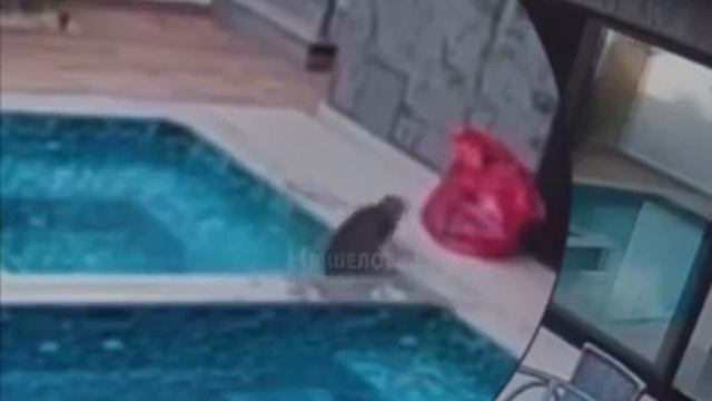 Кот навел суеты в бассейне смотреть онлайн
