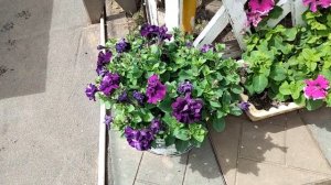 Обзор цветов в моём саду Цветение  в конце июня