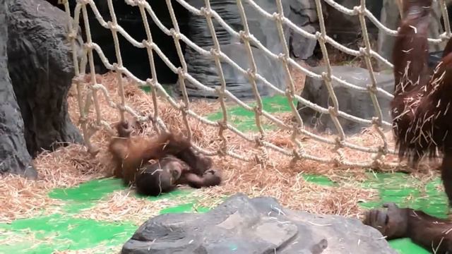 Московский зоопарк / Moscow zoo смотреть онлайн