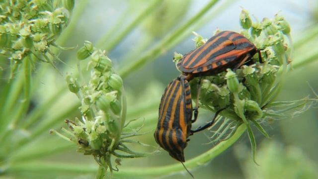 Клоп Щитник линейчатый или графозома полосатая, Minstrel bug