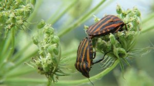 Клоп Щитник линейчатый или графозома полосатая, Minstrel bug