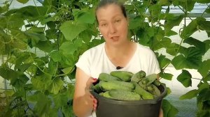 Хотите много огурцов - выбирайте эти семена! Самые-самые ранние, урожайные и неприхотливые.