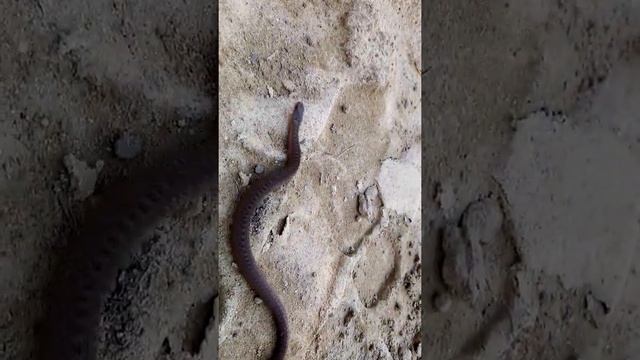 Змея, молодая болотная гадюка. смотреть онлайн