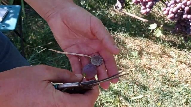 @Виноград Ред Глоуб Рыночный. Хороший виноград смотреть онлайн