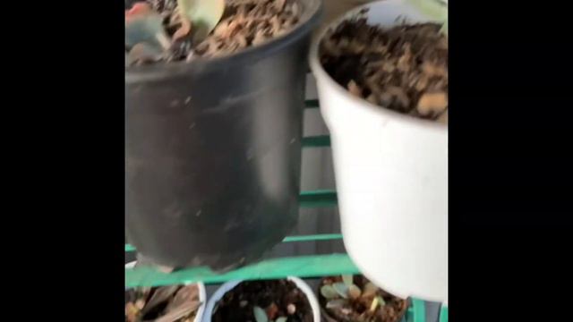 Ang collection kong mga halamang bougainvilleas and echeverias смотреть онлайн