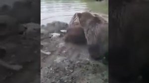 18+ Медведи рвут волка, Жесть