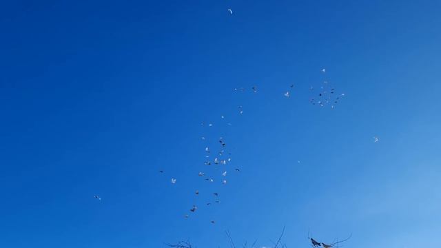 Бакинские голуби 25 + 2 км в снег смотреть онлайн