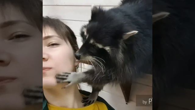 Самые любвеобильный енот на планете! смотреть онлайн