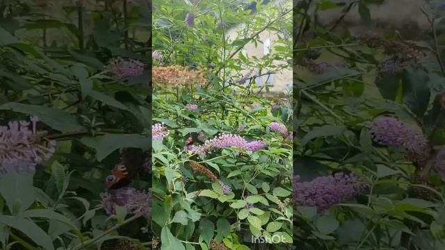 очищение негативной энергии ,помощь духов рода❤️#магия #таро #любовь #деньги #новая_жизнь смотреть онлайн