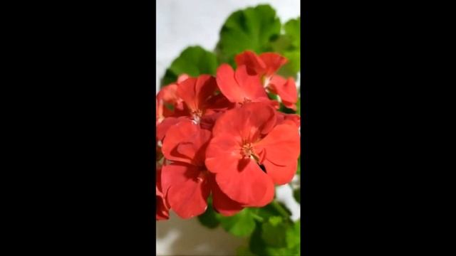 Лучшие сортовые пеларгонии. Сорт, который удивил. Победитель ?!Пеларгония зональная PAC Victor. смотреть онлайн