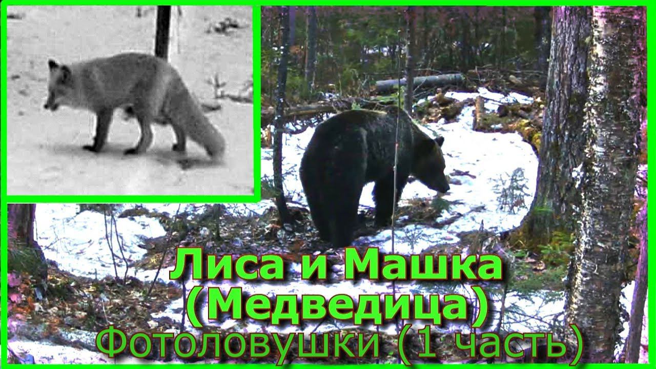 Лиса и Машка Медведица Фотоловушки (1 часть)